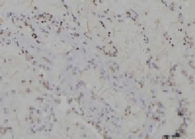 H3K79me3 Antibody in Immunohistochemistry (Paraffin) (IHC (P))