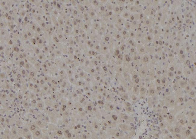 POLR2L Antibody in Immunohistochemistry (Paraffin) (IHC (P))