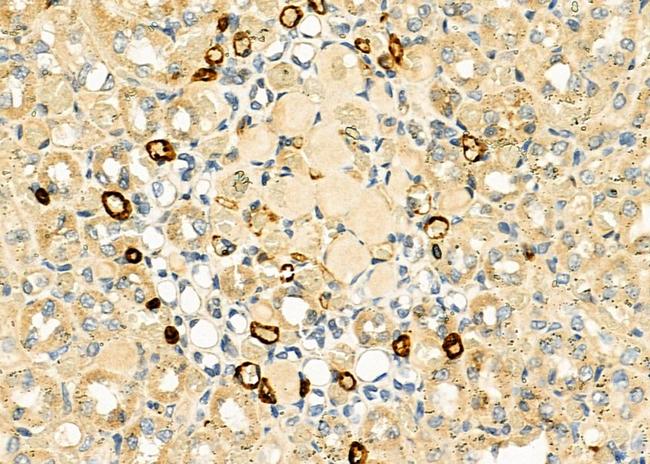 AXIN2 Antibody in Immunohistochemistry (Paraffin) (IHC (P))