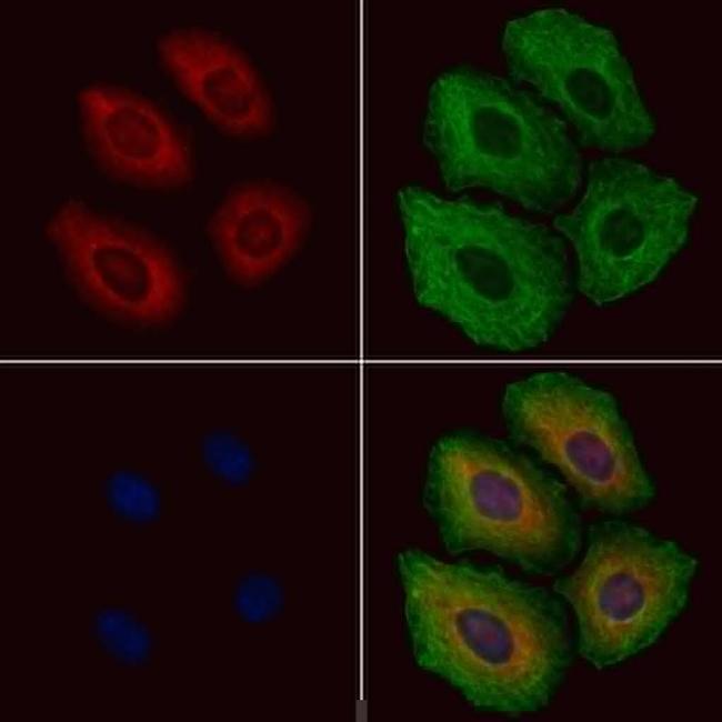 HNMT Antibody in Immunocytochemistry (ICC/IF)