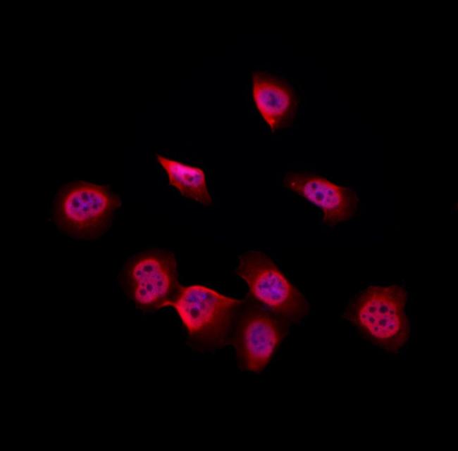 SKP1 Antibody in Immunocytochemistry (ICC/IF)