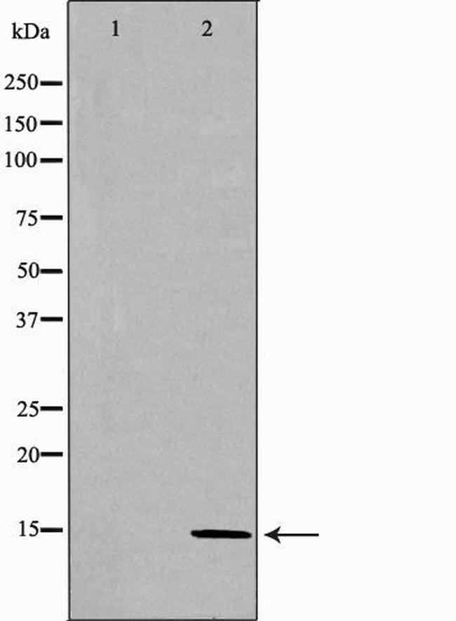 CCL28 Antibody in Western Blot (WB)