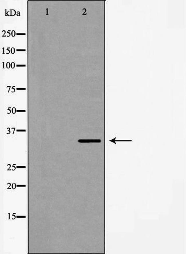 Fra2 Antibody in Western Blot (WB)