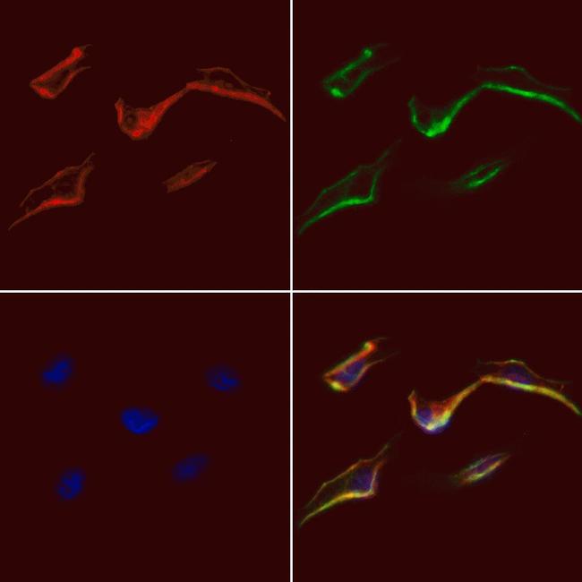 TRAP1 Antibody in Immunocytochemistry (ICC/IF)