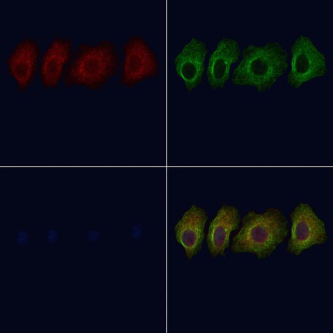 SLC16A4 Antibody in Immunocytochemistry (ICC/IF)