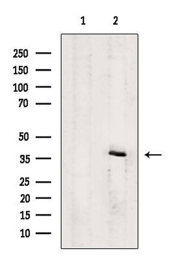 P2Y4 Antibody in Western Blot (WB)