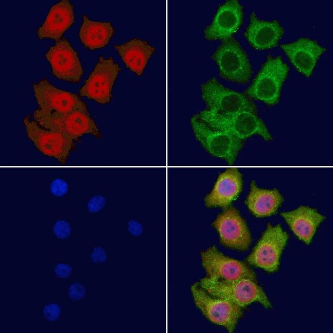 MYSM1 Antibody in Immunocytochemistry (ICC/IF)