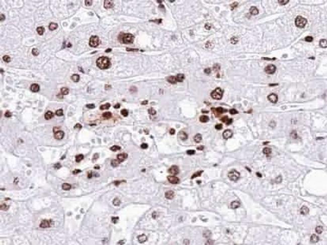 Neurogenin 1 Antibody in Immunohistochemistry (Paraffin) (IHC (P))