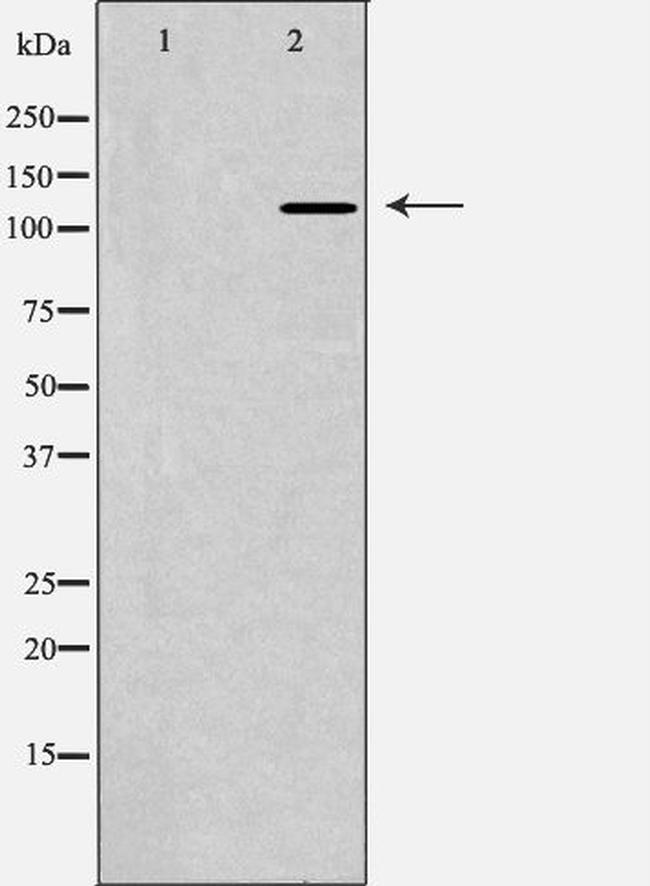 POLD1 Antibody in Western Blot (WB)