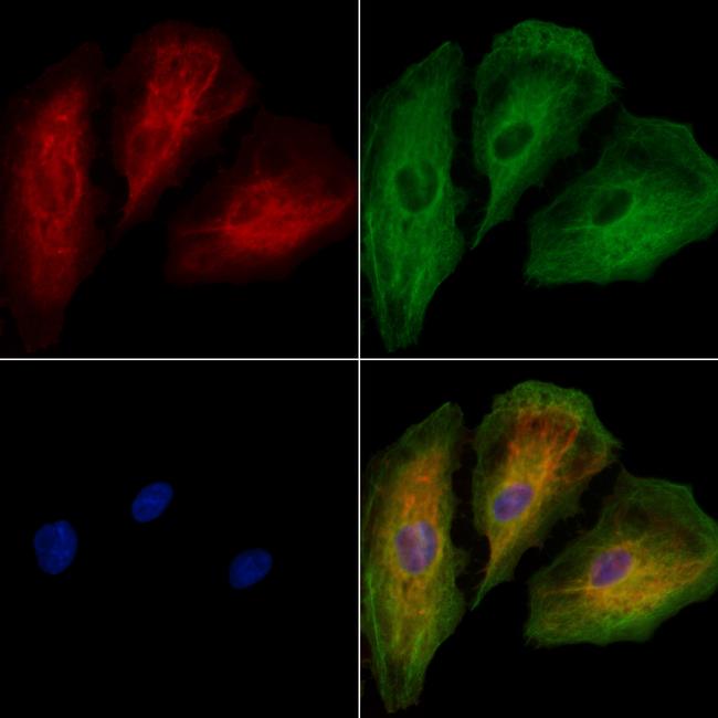 AP2A2 Antibody in Immunocytochemistry (ICC/IF)