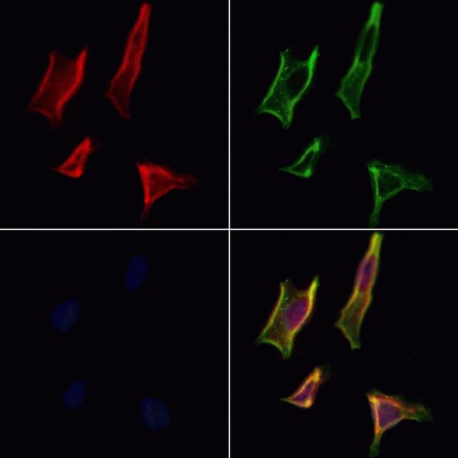 PACT Antibody in Immunocytochemistry (ICC/IF)