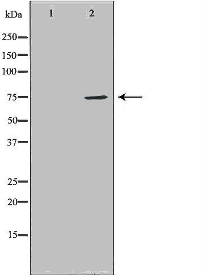 HDC Antibody in Western Blot (WB)