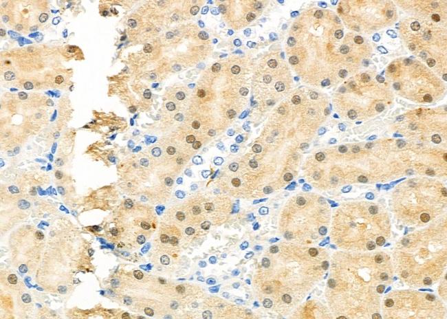 RFC4 Antibody in Immunohistochemistry (Paraffin) (IHC (P))