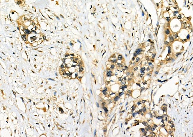 RABL2A Antibody in Immunohistochemistry (Paraffin) (IHC (P))