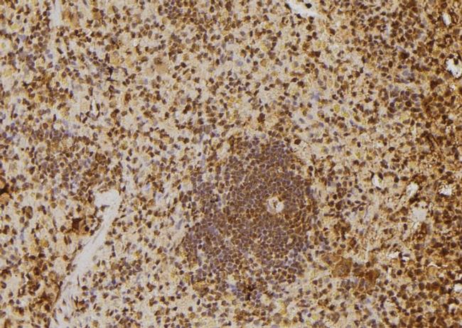 SKIV2L2 Antibody in Immunohistochemistry (Paraffin) (IHC (P))