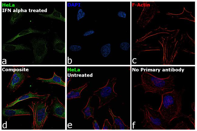 IRF7 Antibody in Immunocytochemistry (ICC/IF)