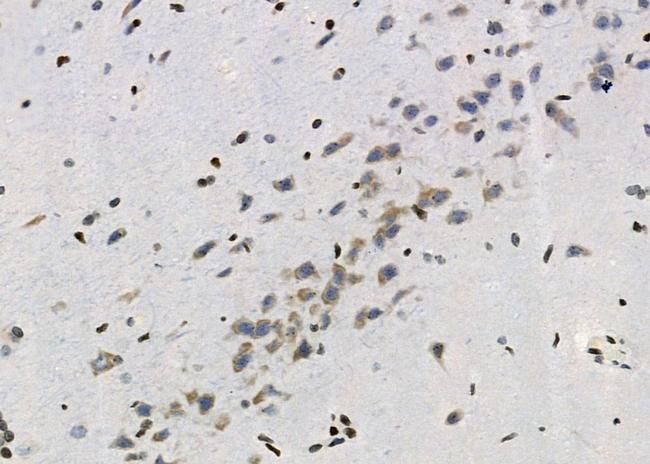 PYDC1 Antibody in Immunohistochemistry (Paraffin) (IHC (P))