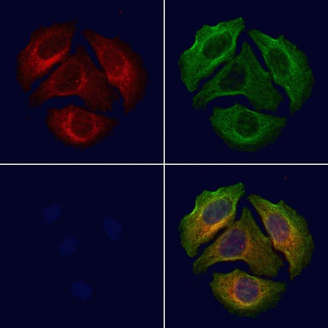 Phospho-ErbB3 (Tyr1289) Antibody in Immunocytochemistry (ICC/IF)