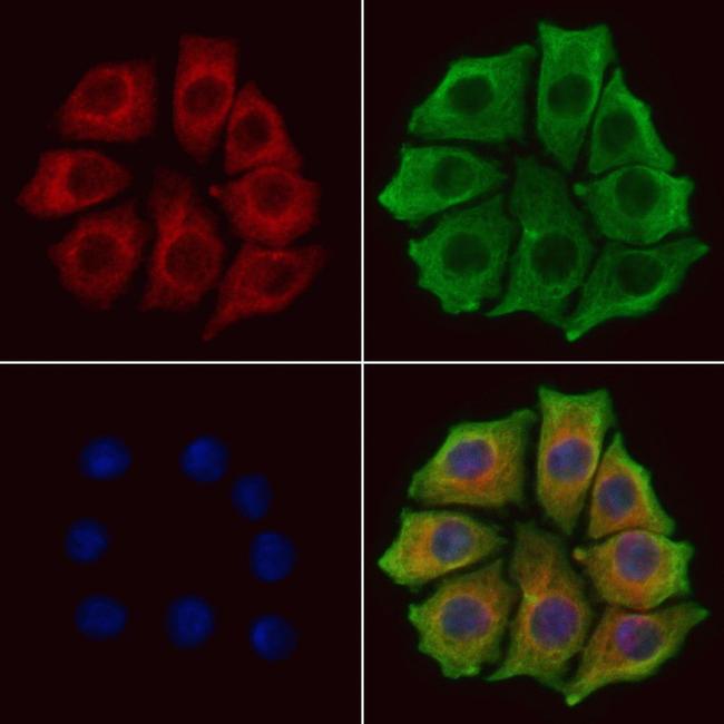 Synip Antibody in Immunocytochemistry (ICC/IF)