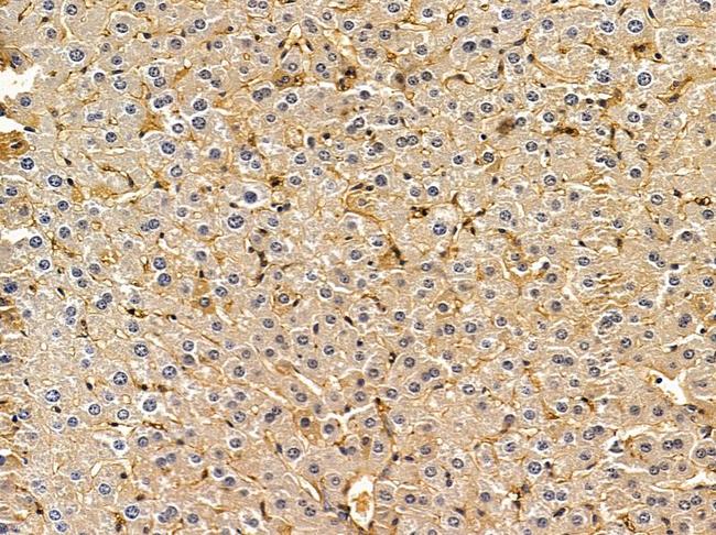 Cytohesin 3 Antibody in Immunohistochemistry (Paraffin) (IHC (P))