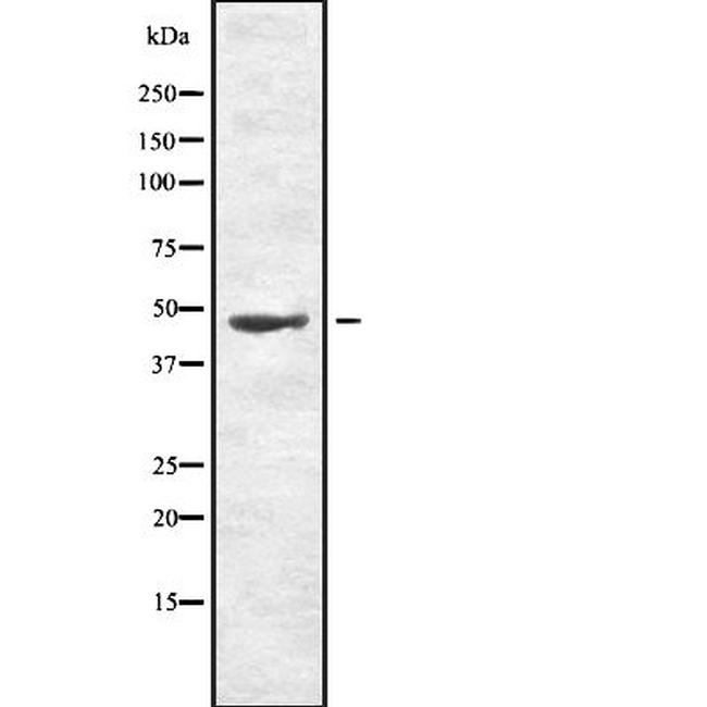 Phospho-MKK7 (Thr275) Antibody in Western Blot (WB)