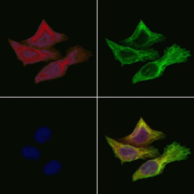 MT-CO2 Antibody in Immunocytochemistry (ICC/IF)