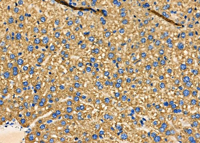 PUM1 Antibody in Immunohistochemistry (Paraffin) (IHC (P))