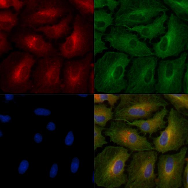 PON3 Antibody in Immunocytochemistry (ICC/IF)