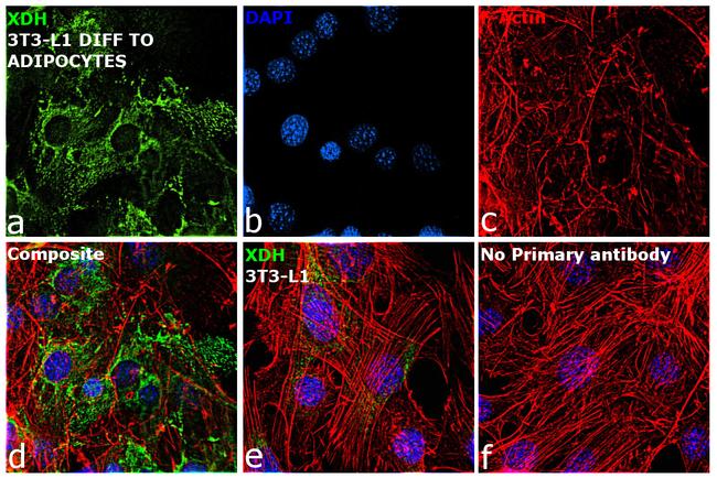 XDH Antibody in Immunocytochemistry (ICC/IF)