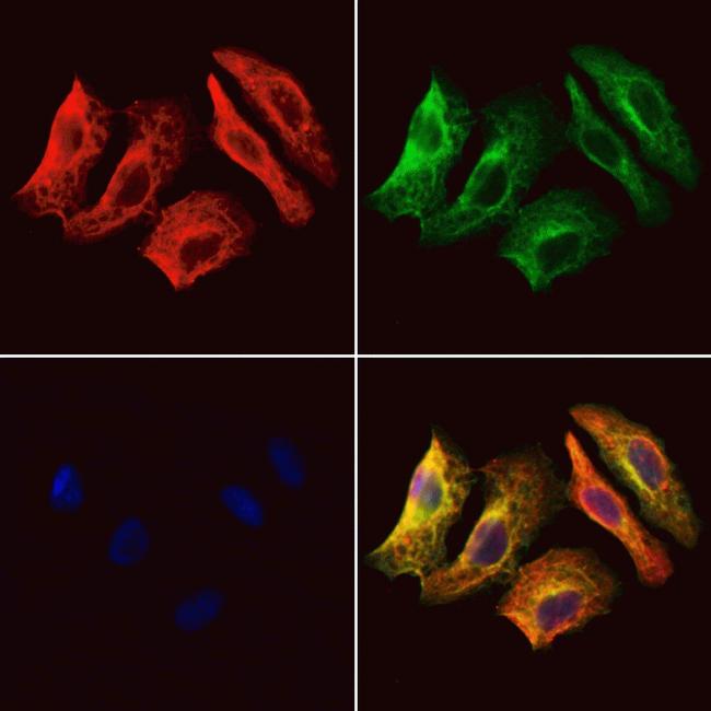 Kir2.1 (KCNJ2) Antibody in Immunocytochemistry (ICC/IF)