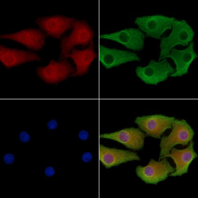 CDC123 Antibody in Immunocytochemistry (ICC/IF)