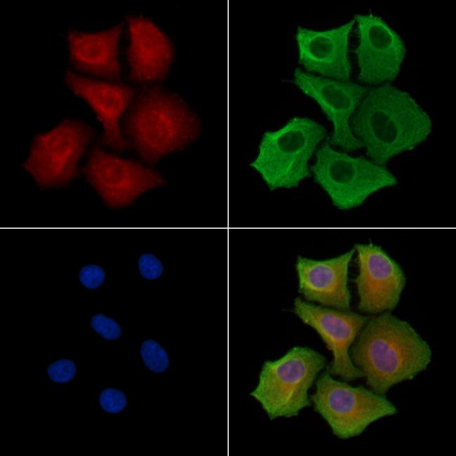 KAP3 Antibody in Immunocytochemistry (ICC/IF)