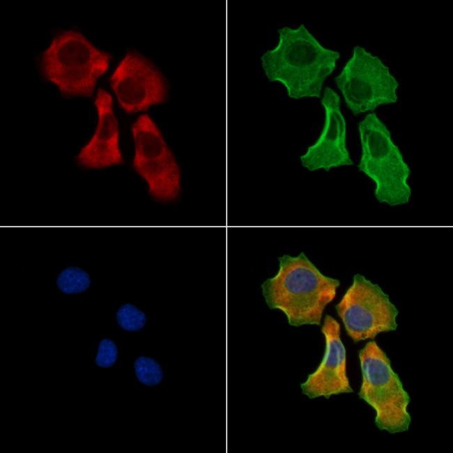 STC1 Antibody in Immunocytochemistry (ICC/IF)