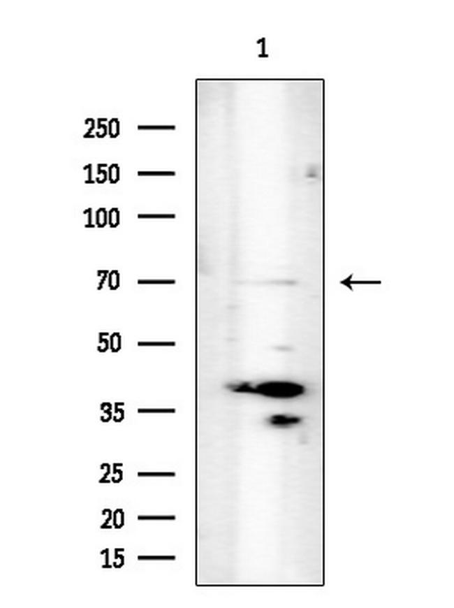 UNC84B Antibody in Western Blot (WB)