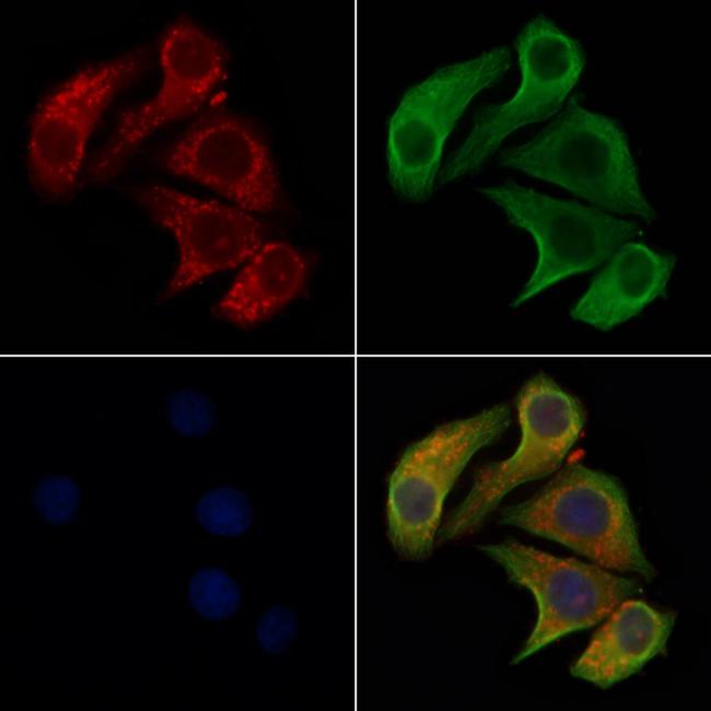 CD275 (B7-H2) Antibody in Immunocytochemistry (ICC/IF)