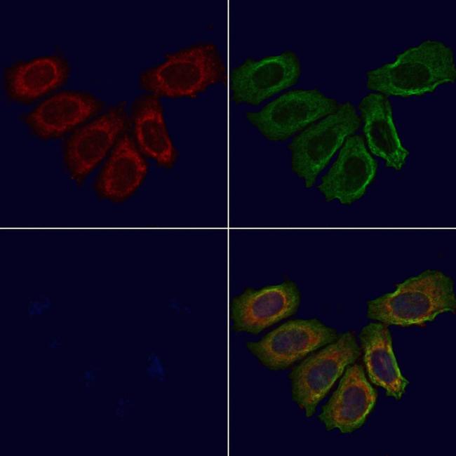 beta-2 Defensin Antibody in Immunocytochemistry (ICC/IF)