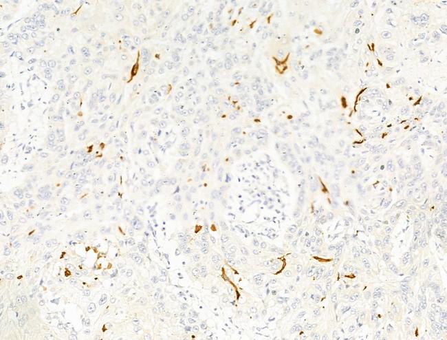 DIO3 Antibody in Immunohistochemistry (Paraffin) (IHC (P))