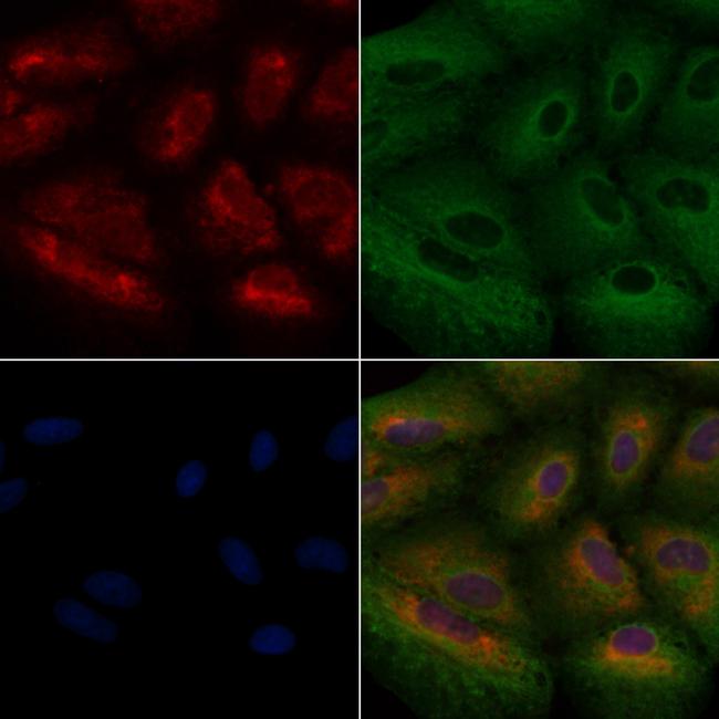 NTN1 Antibody in Immunocytochemistry (ICC/IF)