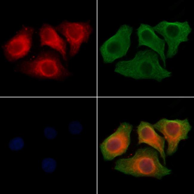 SLC26A5 Antibody in Immunocytochemistry (ICC/IF)