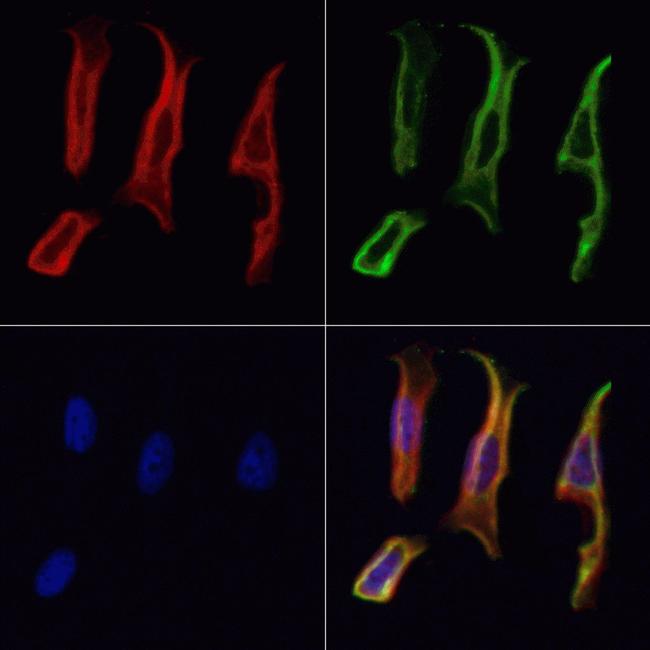 RBMS3 Antibody in Immunocytochemistry (ICC/IF)