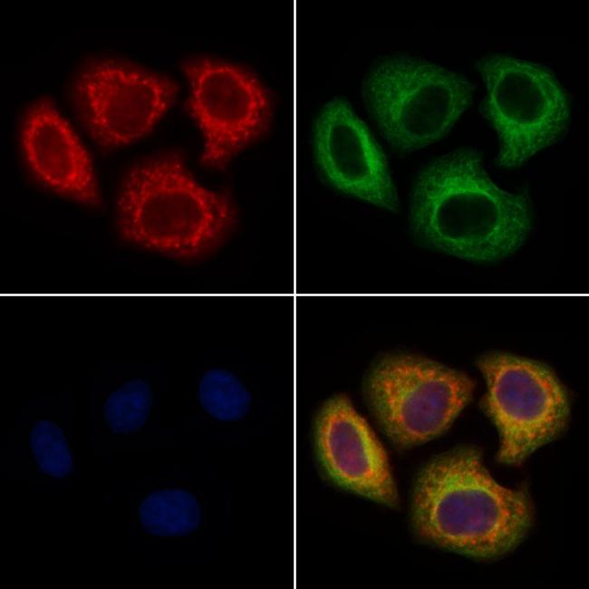 UGT8 Antibody in Immunocytochemistry (ICC/IF)