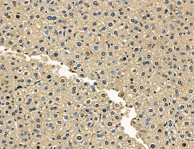 ZNF106 Antibody in Immunohistochemistry (Paraffin) (IHC (P))