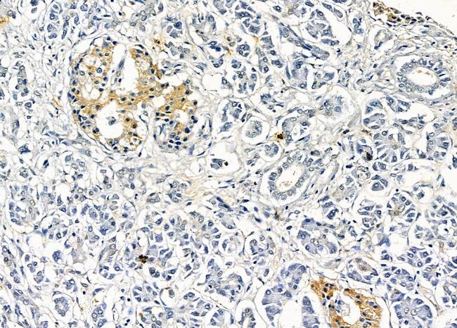 OR10K1/OR10K2 Antibody in Immunohistochemistry (Paraffin) (IHC (P))