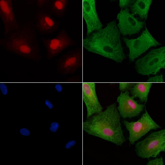 RGPD Pan Antibody in Immunocytochemistry (ICC/IF)