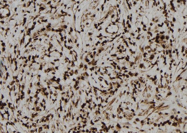 Phospho-Ephrin B1/B2/B3 (Tyr324) Antibody in Immunohistochemistry (Paraffin) (IHC (P))