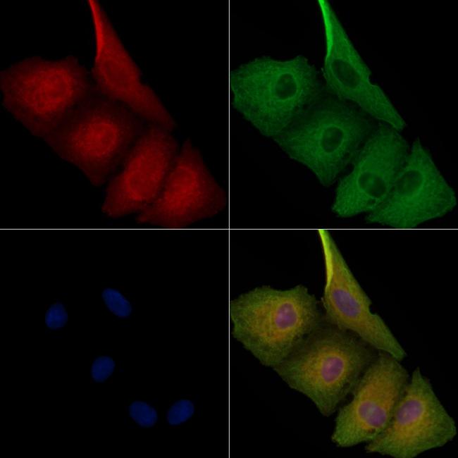 PPP2R1A Antibody in Immunocytochemistry (ICC/IF)