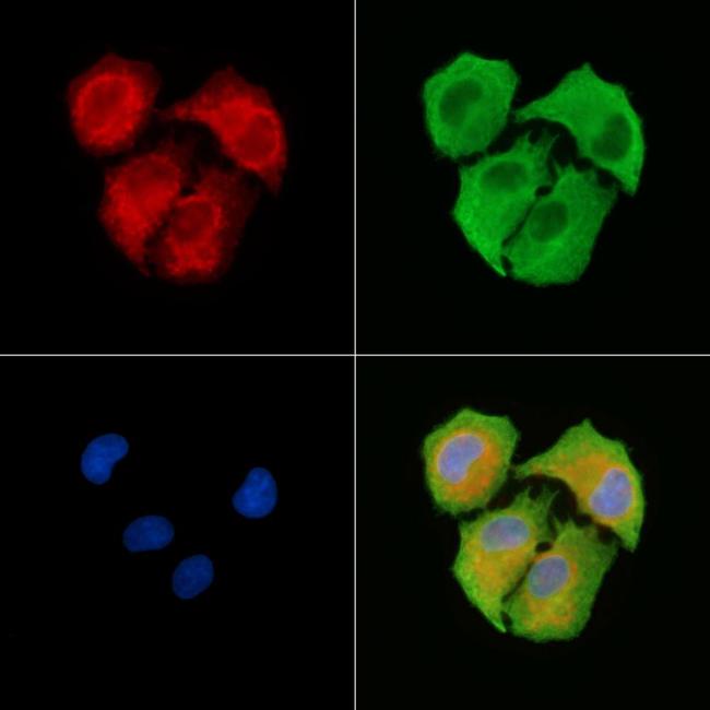 MRPS11 Antibody in Immunocytochemistry (ICC/IF)