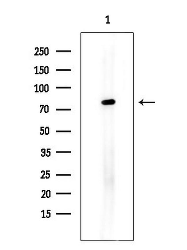 ZBTB17 Antibody in Western Blot (WB)