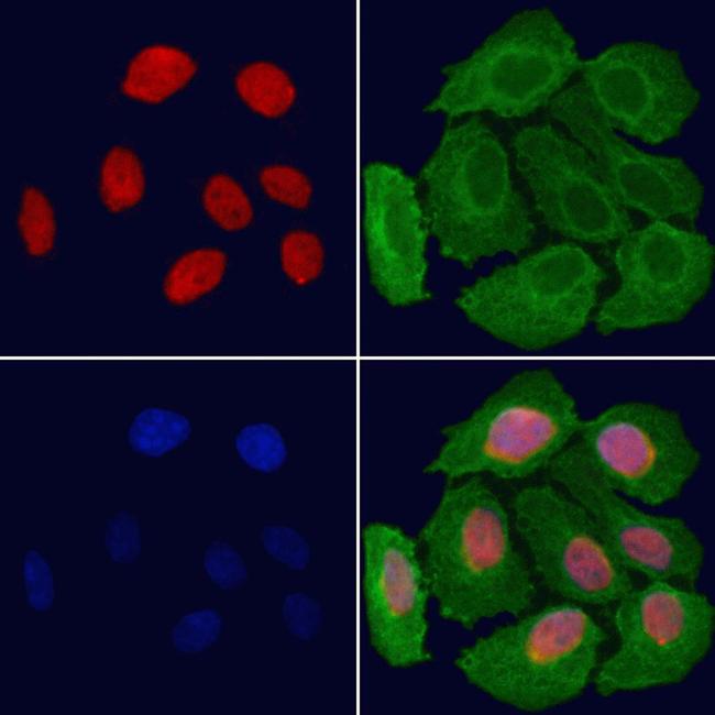 CCRN4L Antibody in Immunocytochemistry (ICC/IF)