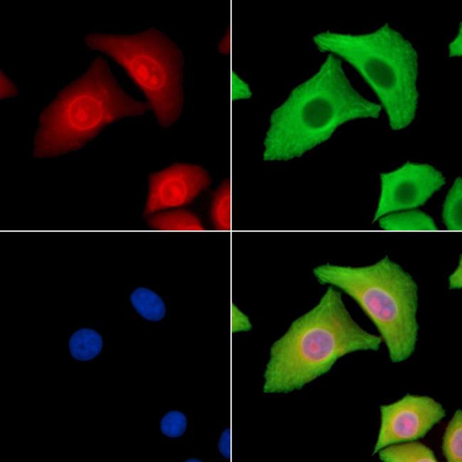 LMO7 Antibody in Immunocytochemistry (ICC/IF)